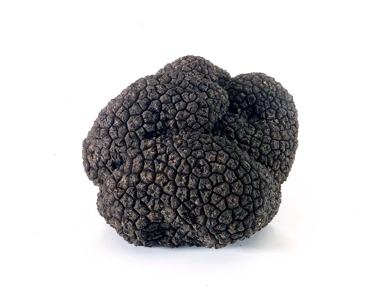TARTUFO NERO