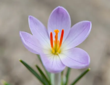 fiore di croco 