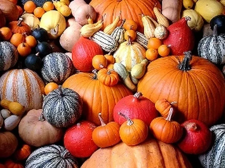 Varieta della zucca