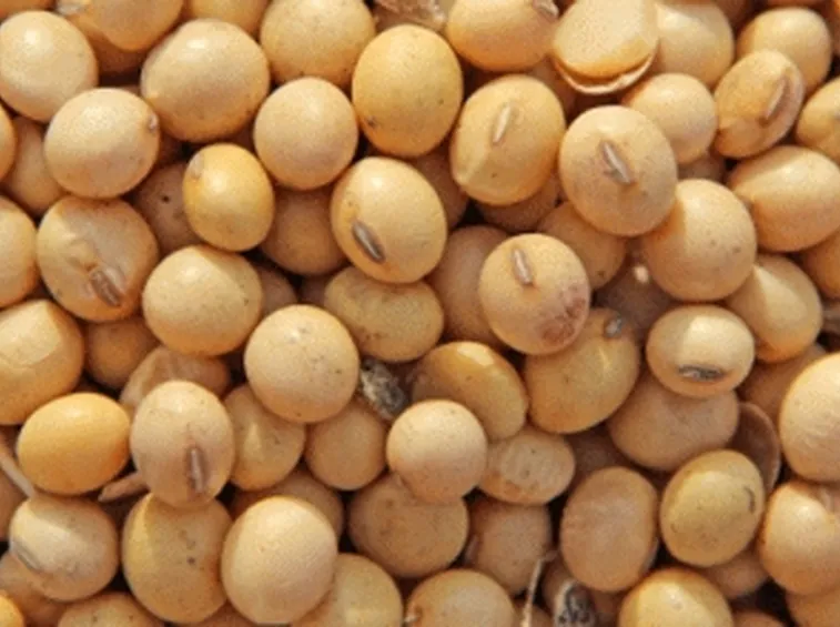 Fagioli di soia