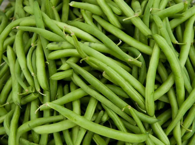 FAGIOLINI