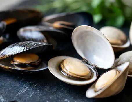 molluschi