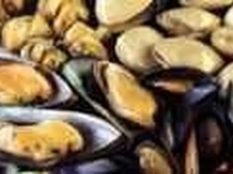 molluschi