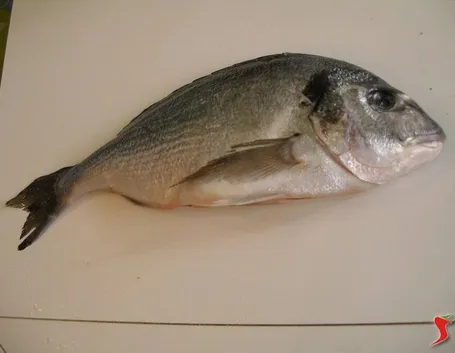 orata