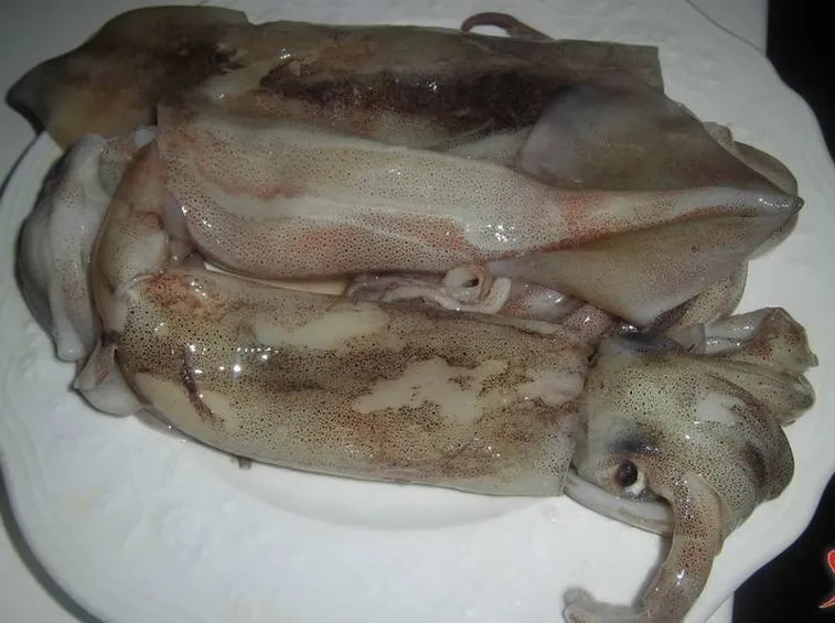 calamari