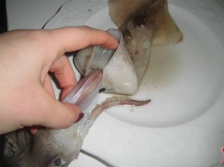 pulizia calamari