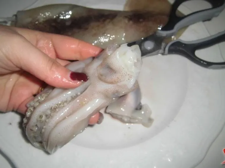 pulizia calamari