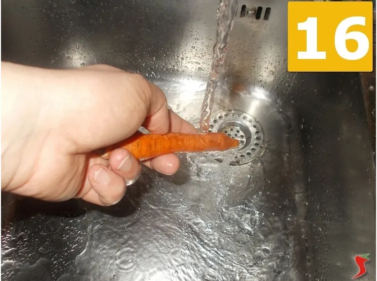 carota