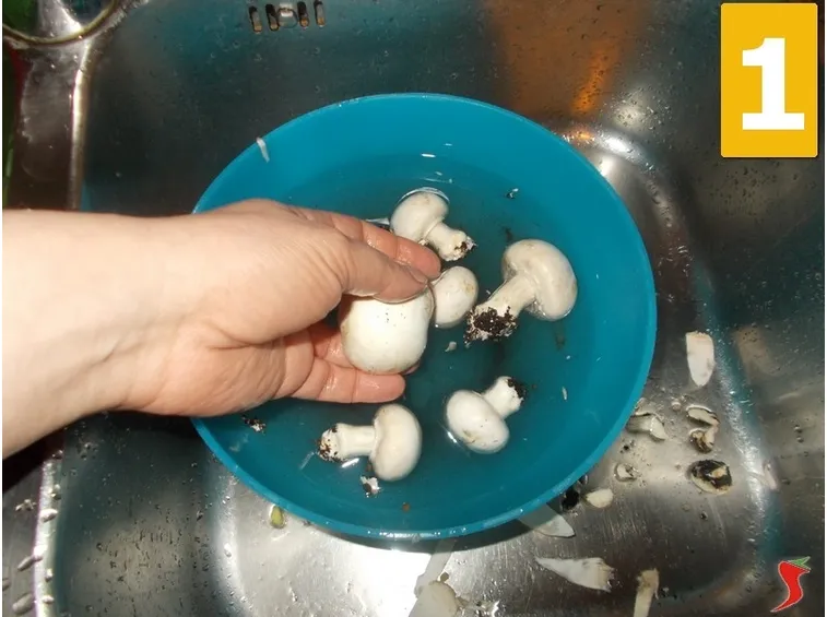 funghi