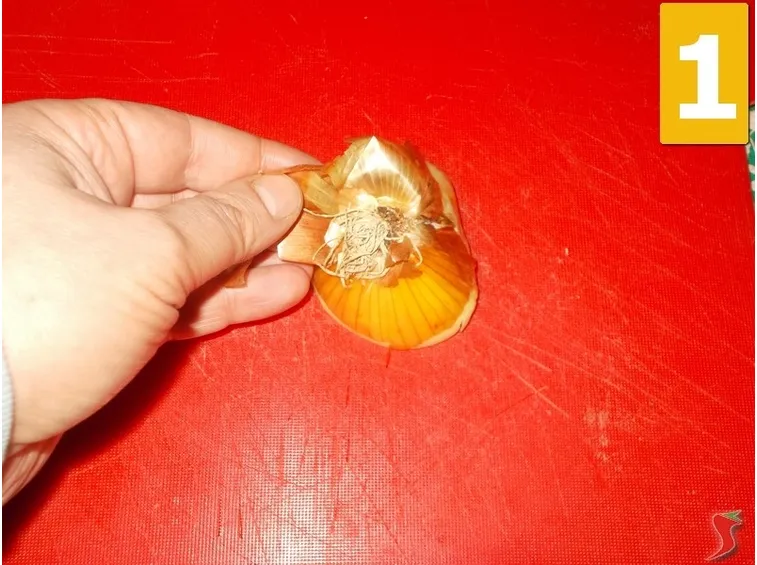 cipolla