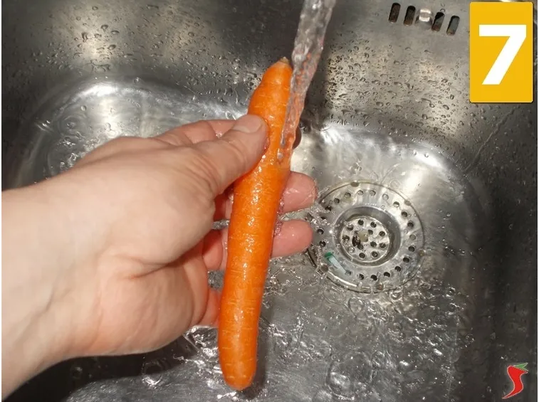 carota