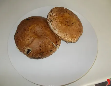funghi