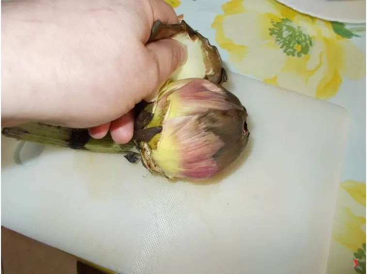 carciofi