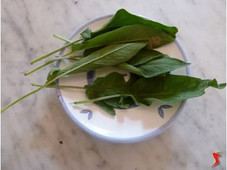 salvia