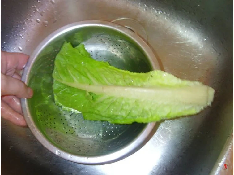 lattuga