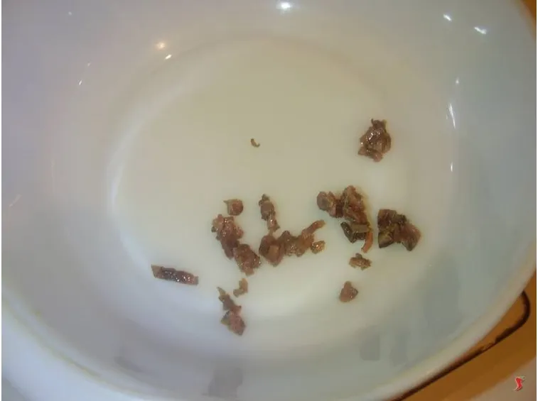 acciughe