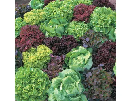 insalata