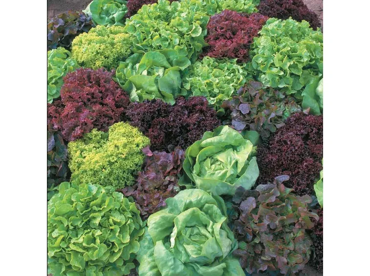insalata