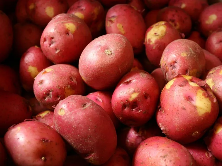 patate rosse