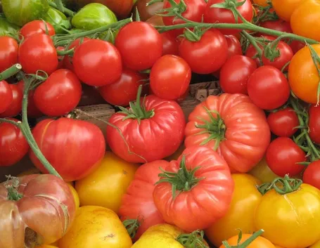 pomodori
