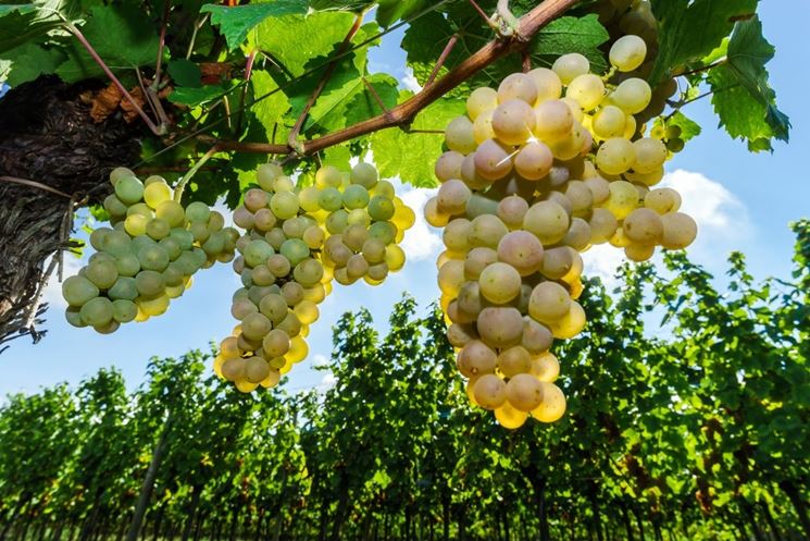 Uva Moscato