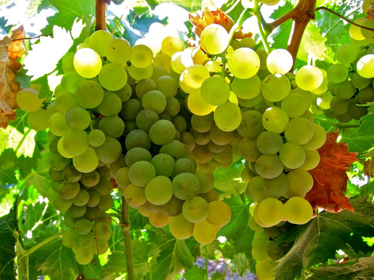 Vermentino