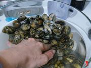 metto le vongole a spurgare in acqua e sale