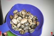 vongole