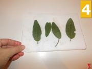 Lavorate la salvia