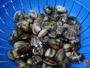 spurgare le vongole