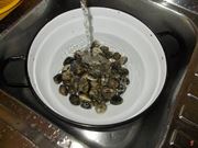 vongole