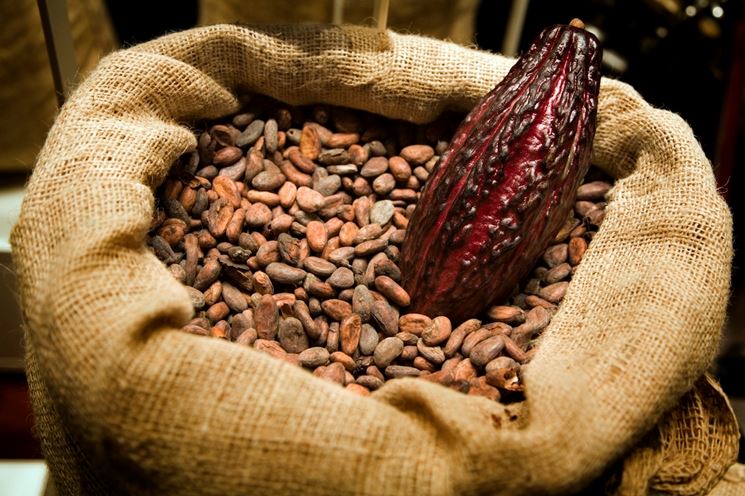 cacao