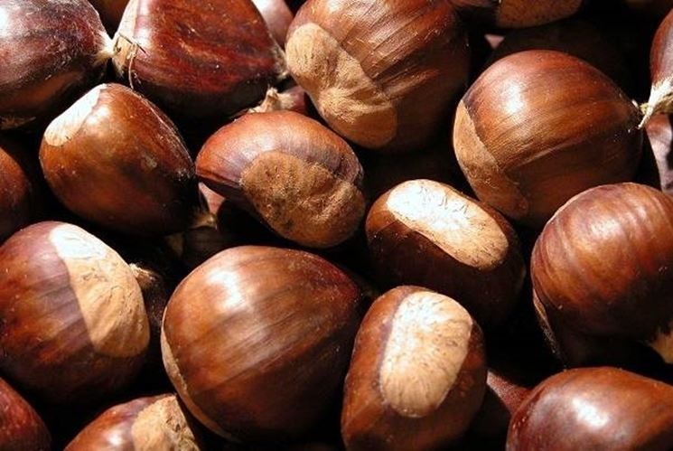 Castagne e marroni: differenze