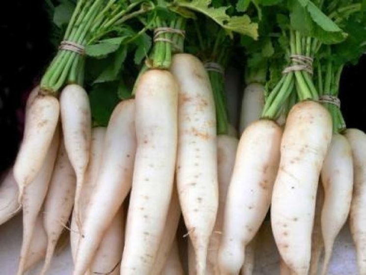 Daikon