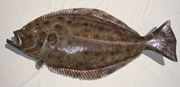Halibut