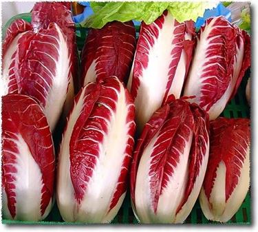 RADICCHIO ROSSO