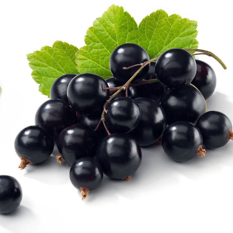 Ribes nero