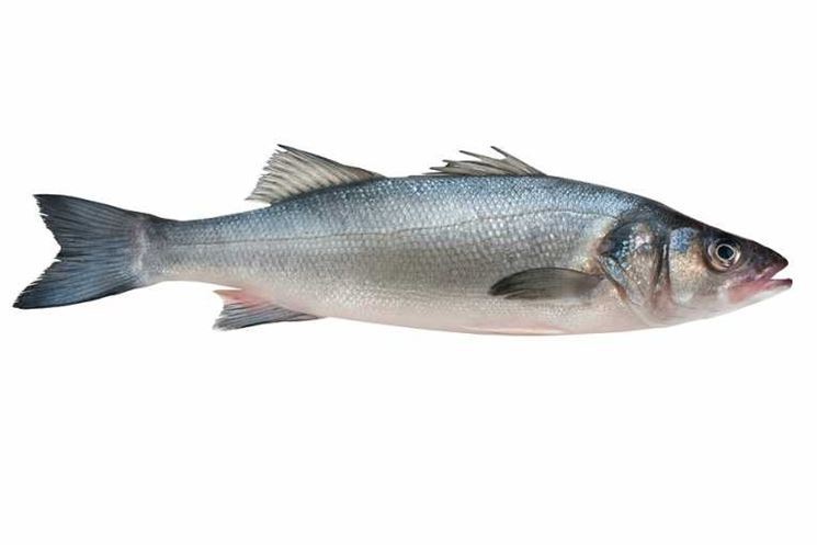 spigola - alimenti - Spigola pesce