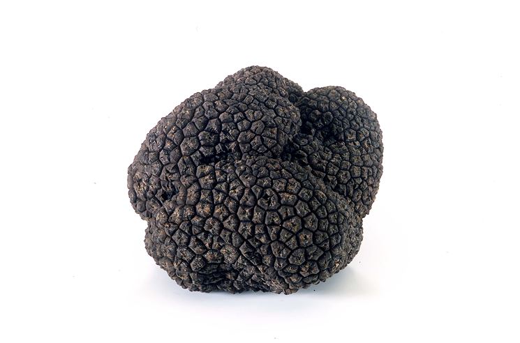 TARTUFO NERO