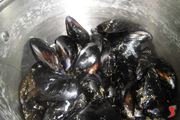 cozze 