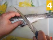 cefalo