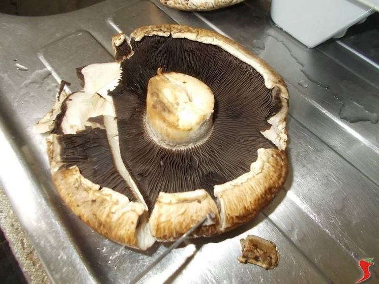 funghi