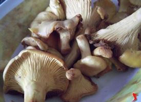 ricette funghi