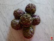 carciofi