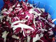 il radicchio