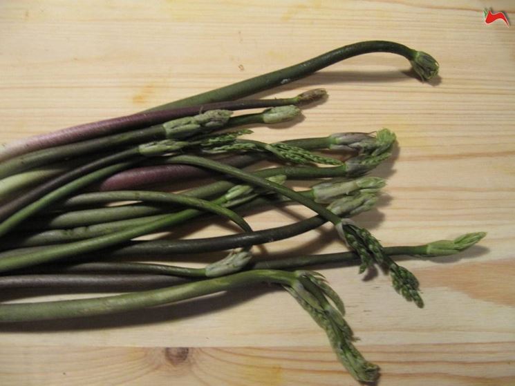 asparagi selvatici